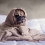 tips for stressed pets