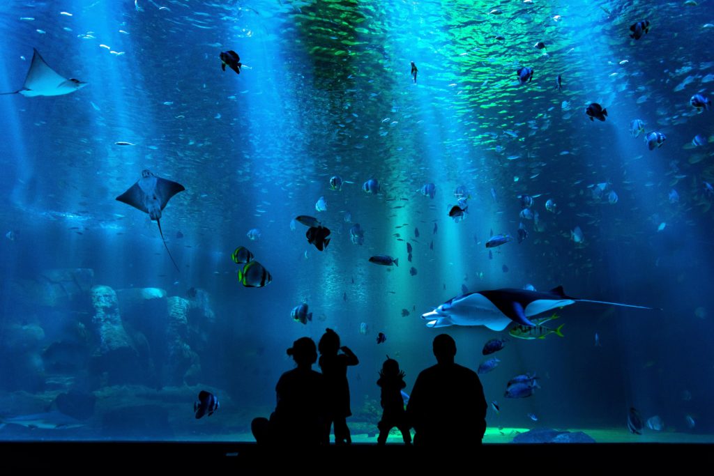 Two Oceans Aquarium brings the sea to our screens