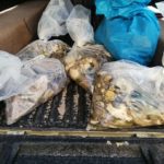 SANParks Abalone Poachers