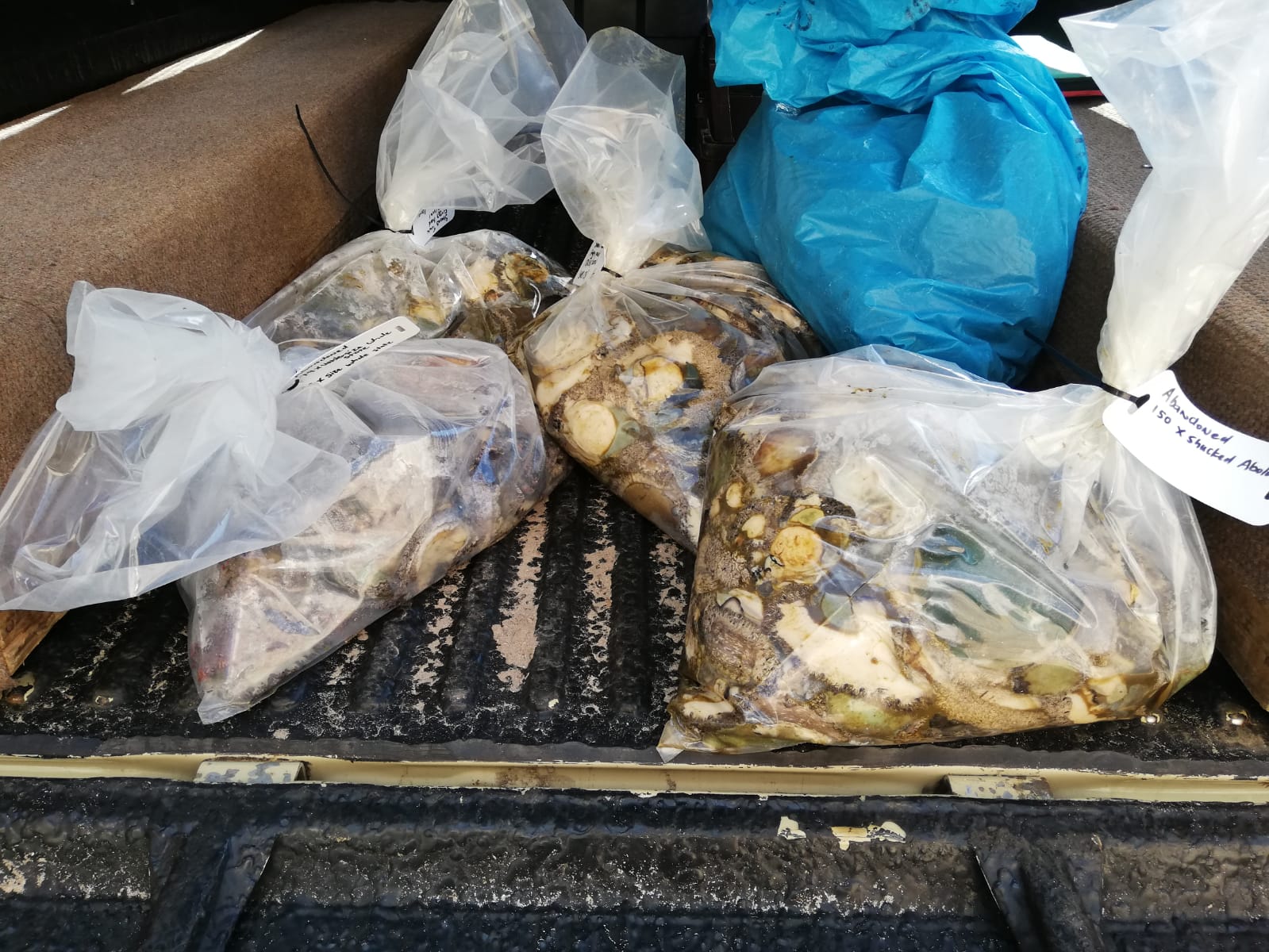 SANParks Abalone Poachers