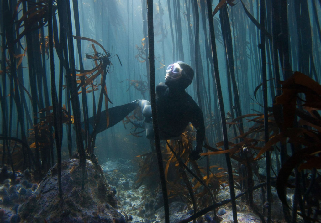 Cape kelp forests named one of the Seven Wonders of the World