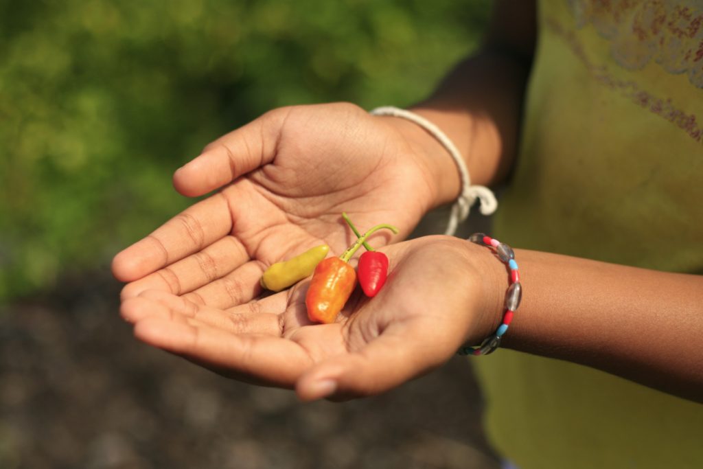 Nando's x RAIN give back to the village that grows their famous chillies