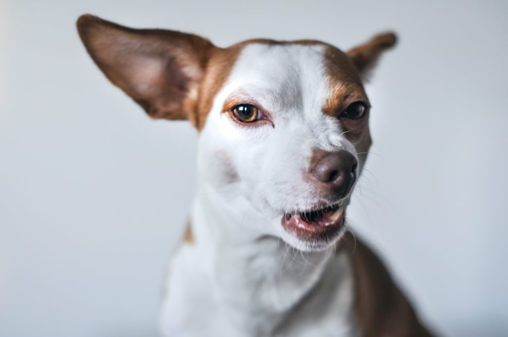 Dogs don't understand everything you say, study finds