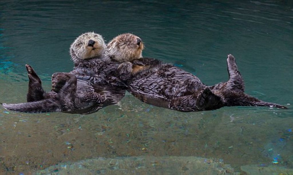 Otterly obsessed with otters- meet your next favourite animal