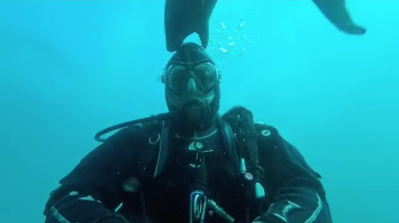 WATCH: Capetonian Scuba diver almost becomes seal snack! (in the cutest way)