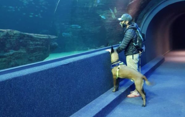 Two Oceans Aquarium - a K9 wonderland for search and rescue dogs