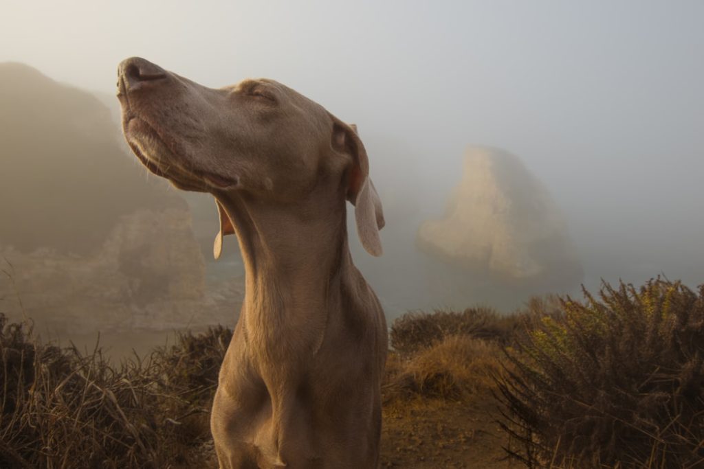 The power of scent, a doggy's superpower