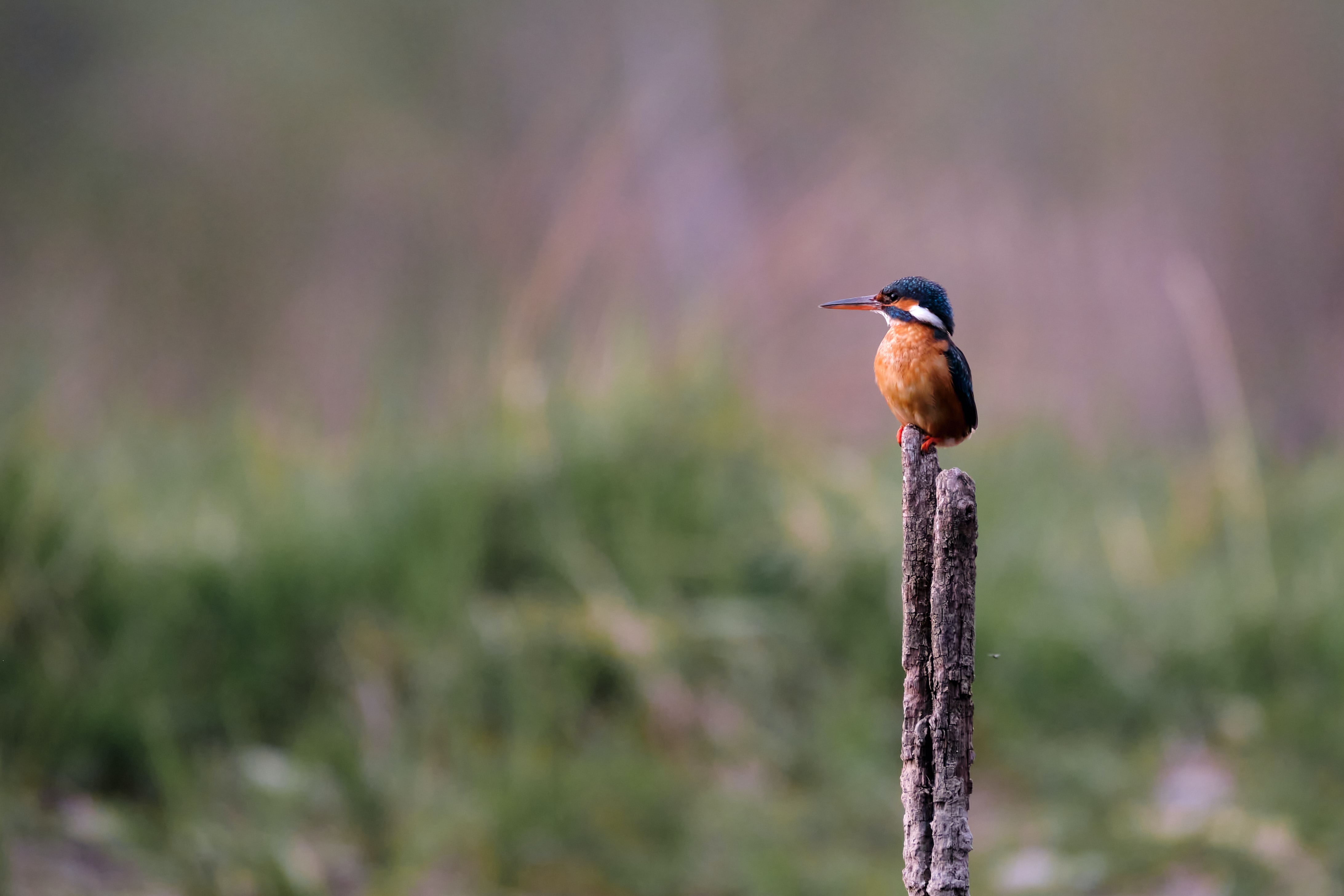 River Club development Biodiversity