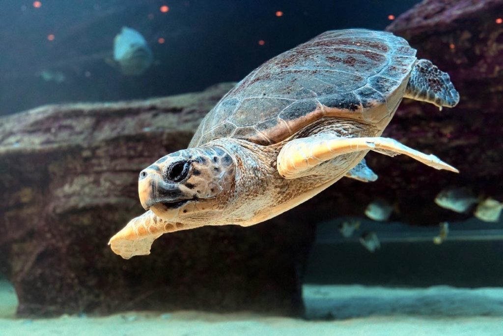 Annie the turtle, rescued from ghost fishing, finally free